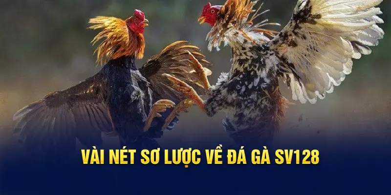 Vài nét sơ lược về đá gà SV128